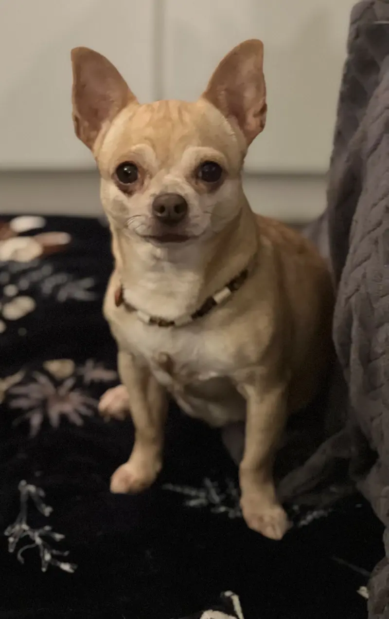 Chihuahuas von der grünen Wiese – Chihuahua – Фото 3