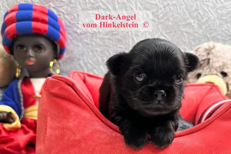 Chihuahua vom Hinkelstein gallery image 4