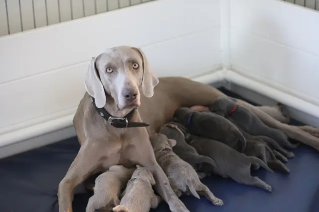 Velvet Viola of Royal Diamonds – Weimaraner – صورة 2