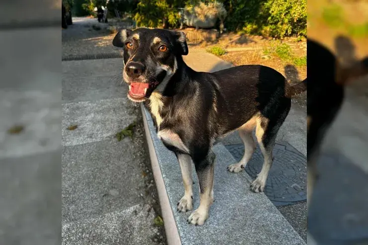 Frieda – Unbekannt – Foto 4