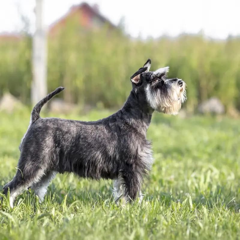 Schnauzer – Hunderasse