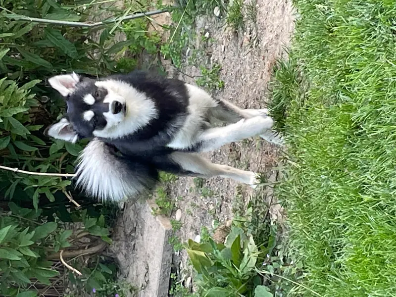 Alaskan Klee Kai at Aurora – Alaskan Klee Kai – 图片 2