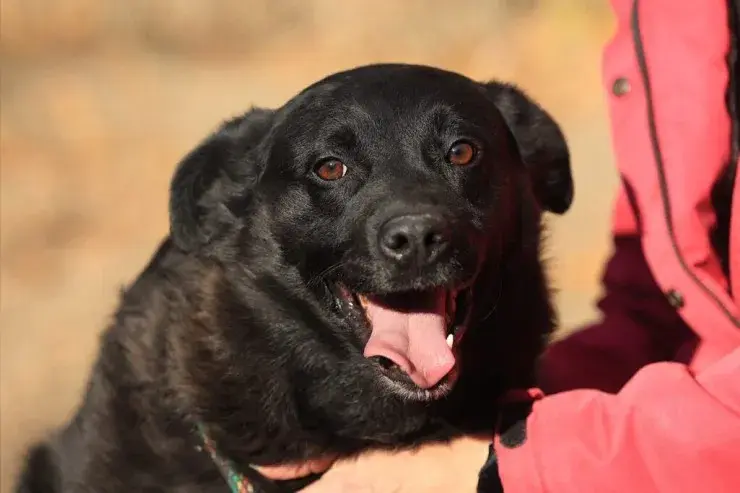 Bobby – Labrador Mischling – Foto 2