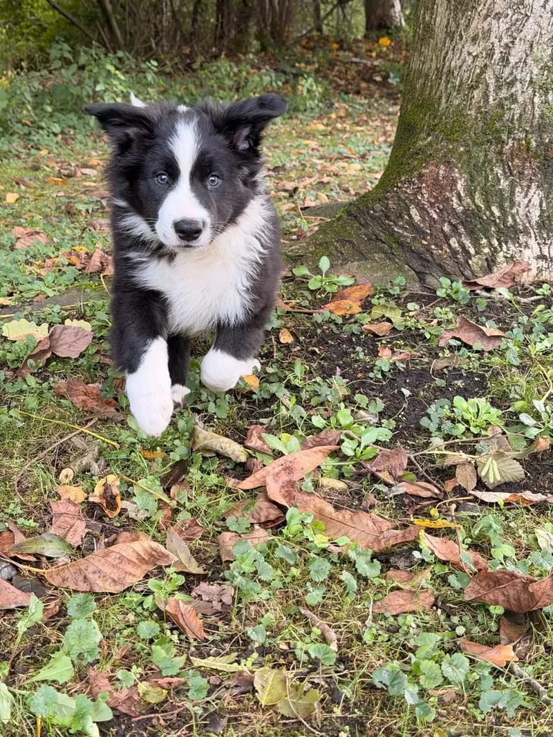Australian Shepherd Welpe – Bild 4