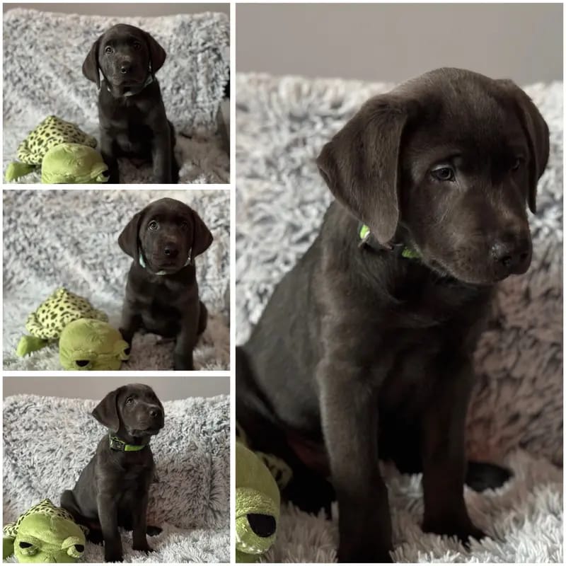 Labrador of Dark Silver Origin gallery image 3
