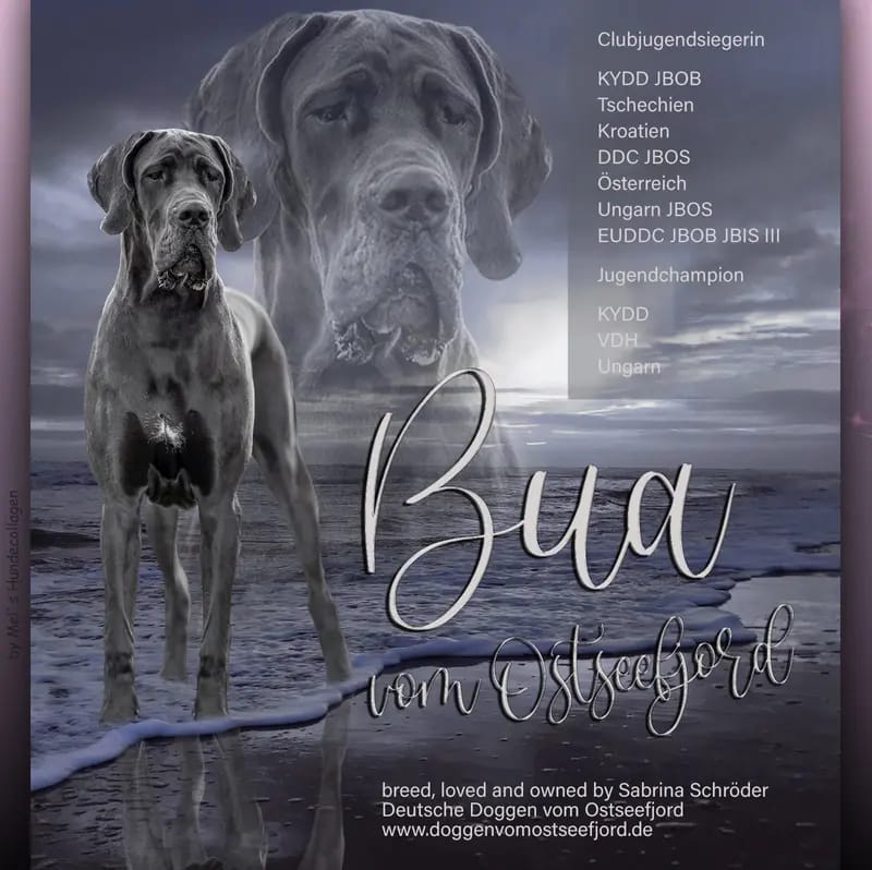 Bua vom Ostseefjord gallery image 2