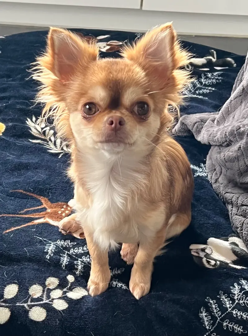 Chihuahuas von der grünen Wiese – Chihuahua – Фото 4