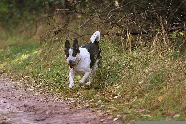 Rat Terrier – Hunderasse