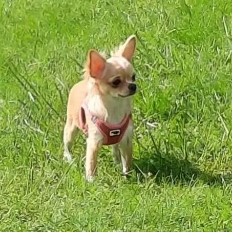 Chihuahuas von den Yunalanden gallery image 3