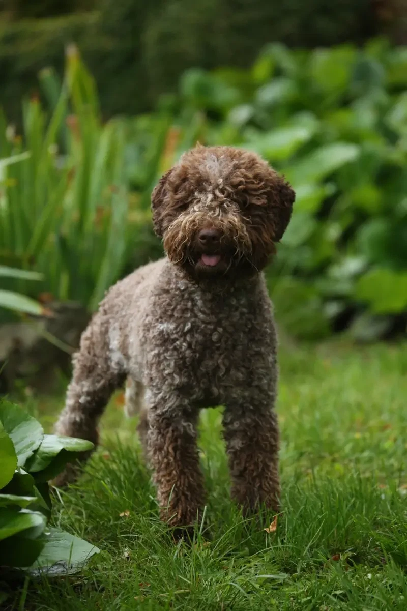Lagotto di Villa della Luce main gallery image