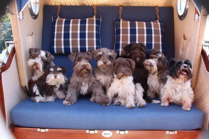 Ehrenbürg-Zwerge (American Schnauzer) gallery image 4