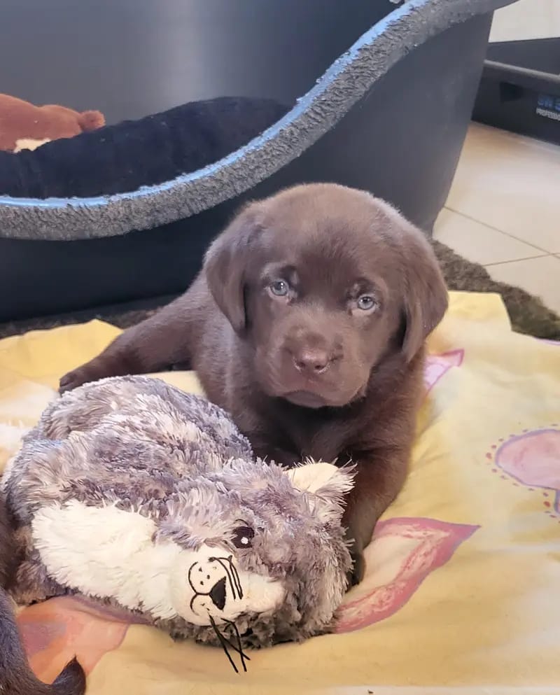 Labrador vom Heiligenblut gallery image 2