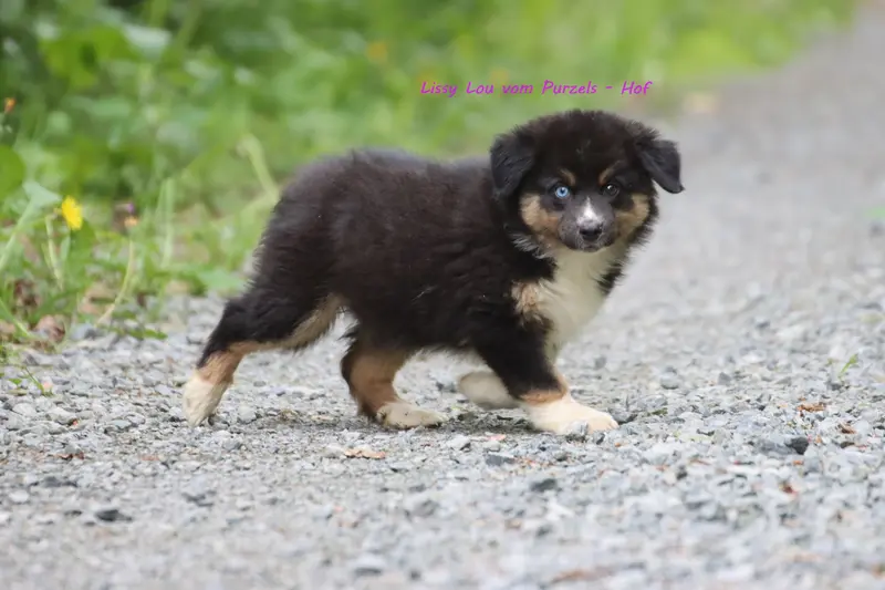 Lissy Lou – štěně Australian Shepherd – Foto 4