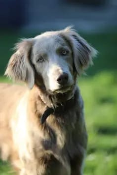 Weimaraner of royal Diamonds gallery image 2