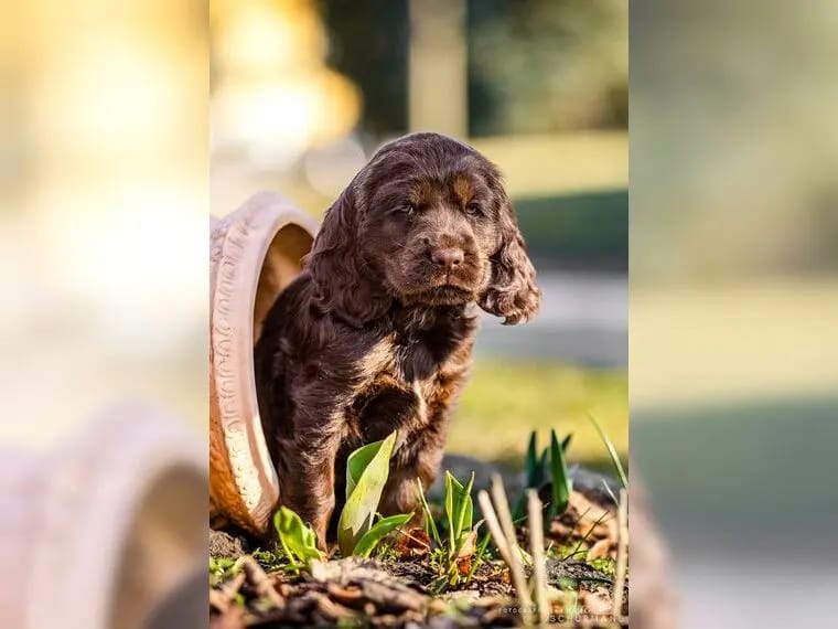 Englisch Cocker Spaniel Welpen aus Liebhaberzucht seit 2007 1 Rüde sucht gallery image 3