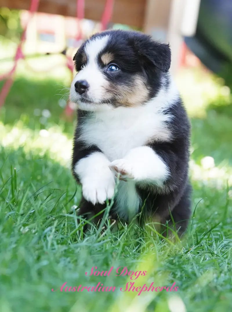Soul Dogs Aussies gallery image 4
