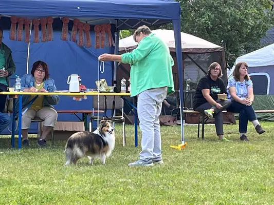 Doris blue Night Onyx Garden – Shetland Sheepdog – Foto 3