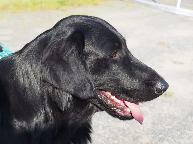 Flat Coated Retriever vom Storchennest gallery image 3