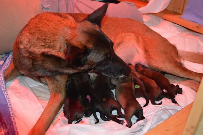 Malinois vom Templerordern gallery image 4