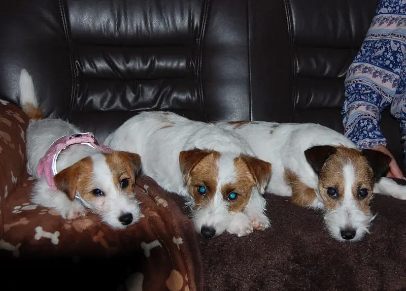 Jack Russel Terrier vom Hause Delissen gallery image 3