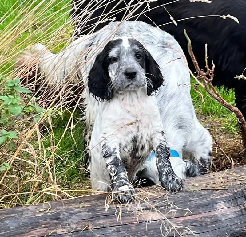 Zauberhafte English Setter Welpen werden voller Freude erwartet gallery image 2