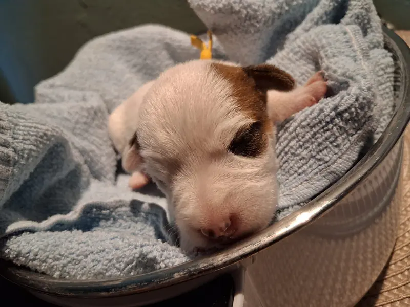 Amber – Parson Russell Terrier Puppy – Photo 2