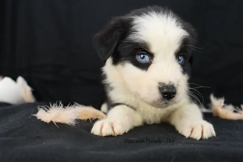 Vino – Cucciolo di Australian Shepherd – Foto 2