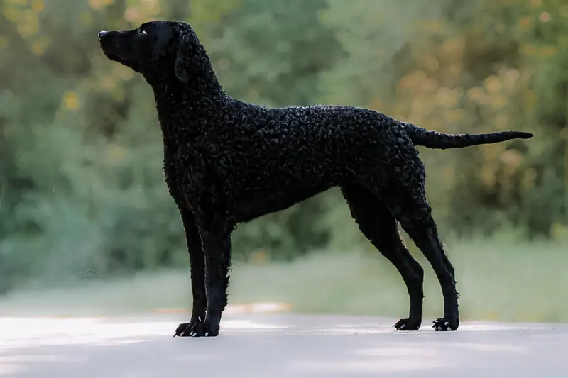 Heartway's Endless High Love – Curly Coated Retriever – صورة 2