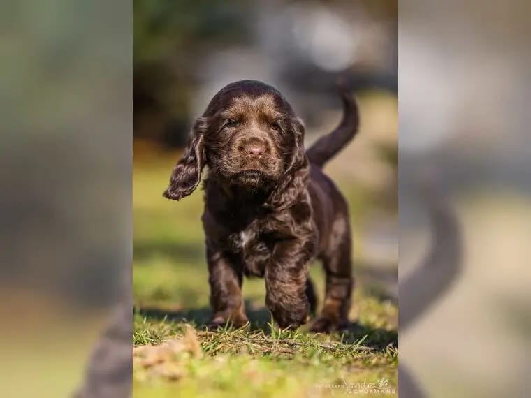 Englisch Cocker Spaniel Welpen aus Liebhaberzucht seit 2007 1 Rüde sucht gallery image 2