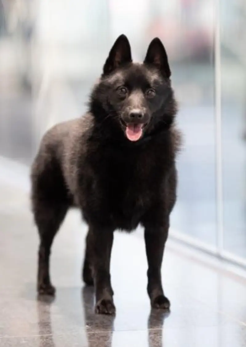 Black Star Schipperkes – Schipperke – 图片 3