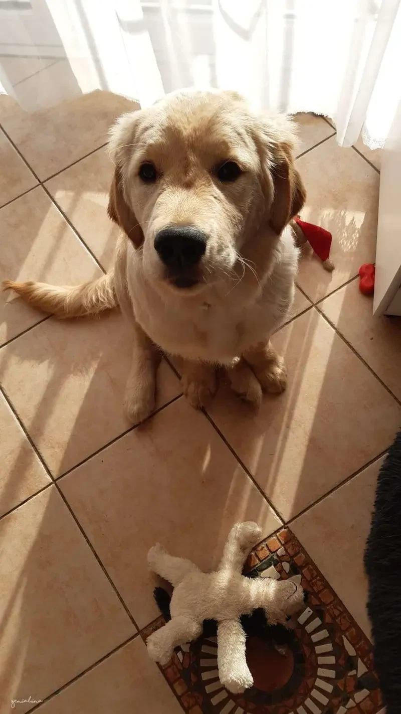 Golden Retriever vom Veitenstein main gallery image