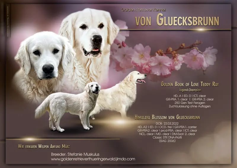 Golden Retriever von Gluecksbrunn gallery image 2