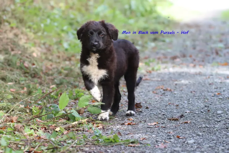 Men in black – Australian Shepherd Pup – Foto 3