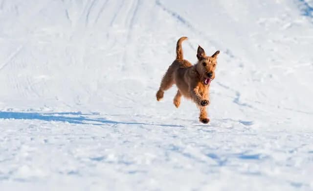 Irish Soft Coated Wheaten Terrier – Hunderasse