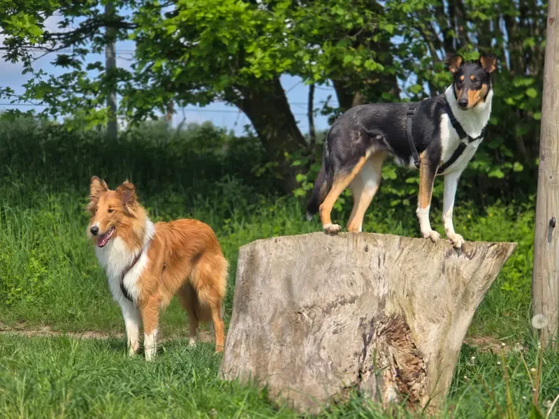 Märchencollies main gallery image