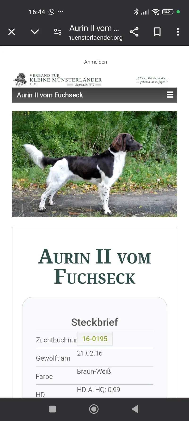 Aurin ll vom Fuchseck gallery image 2