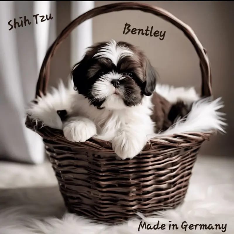 Shih Tzu made in Germany gallery image 2