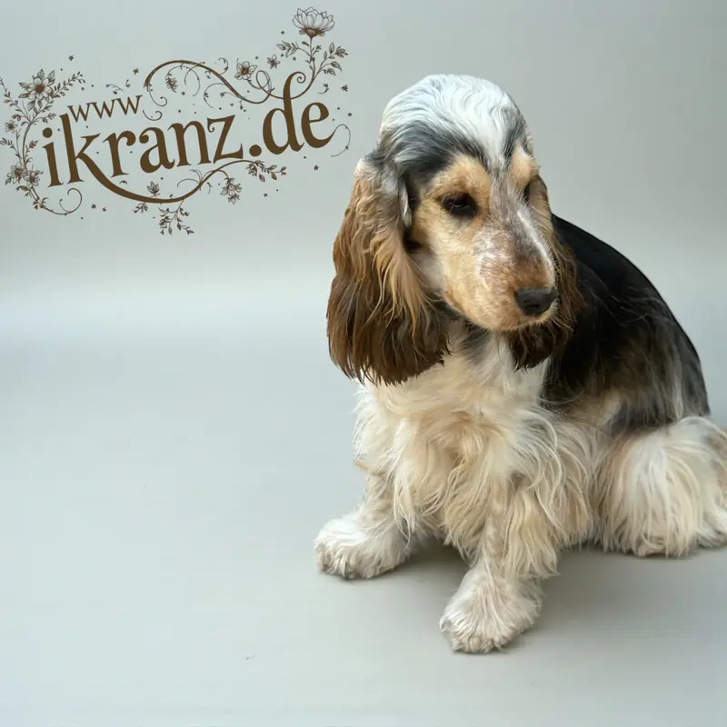 Olivia vom Marschenland – English Cocker Spaniel – Bild 4