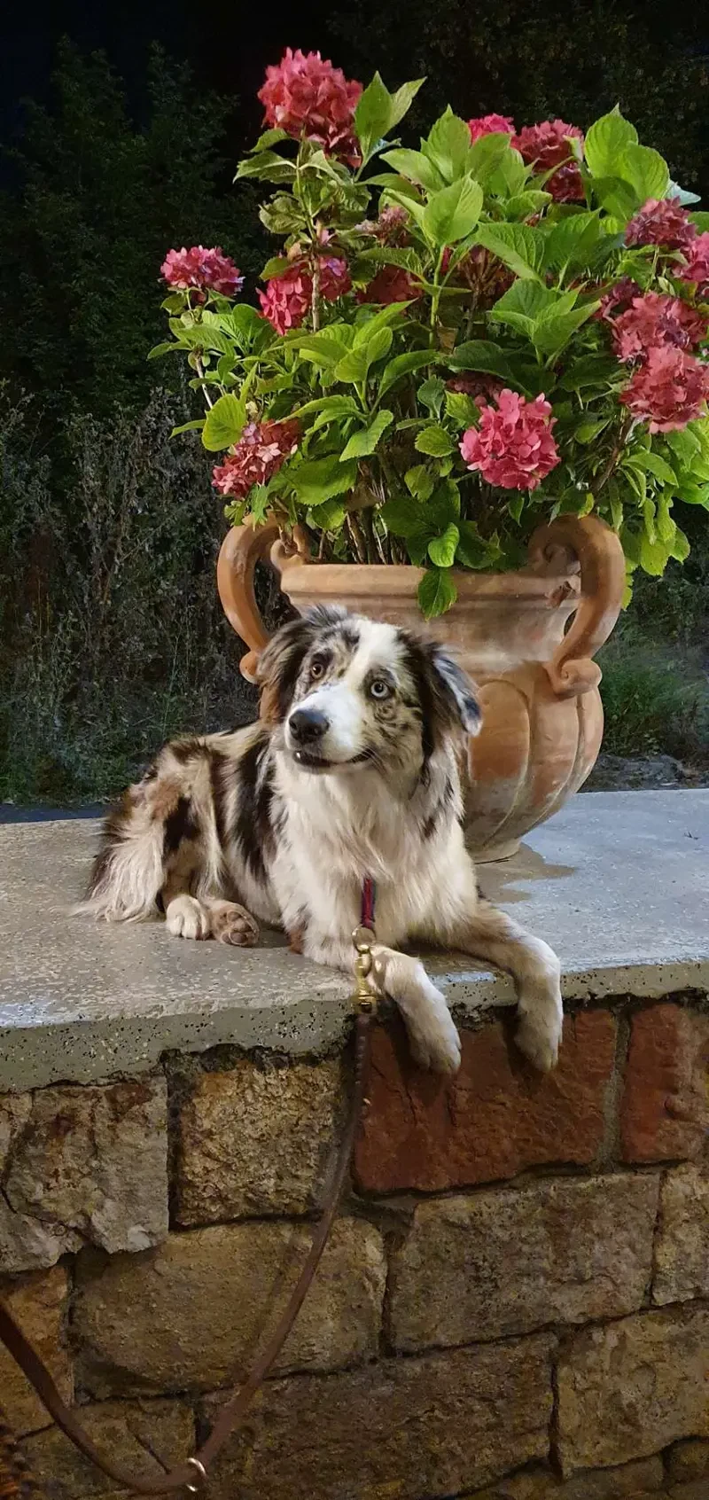 Australian Shepherd Zucht RM main gallery image