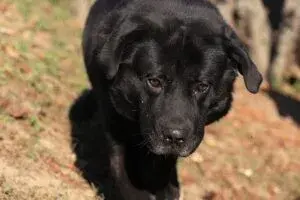Leo – Mischling (Neufundländer-Labrador?) – Foto 4