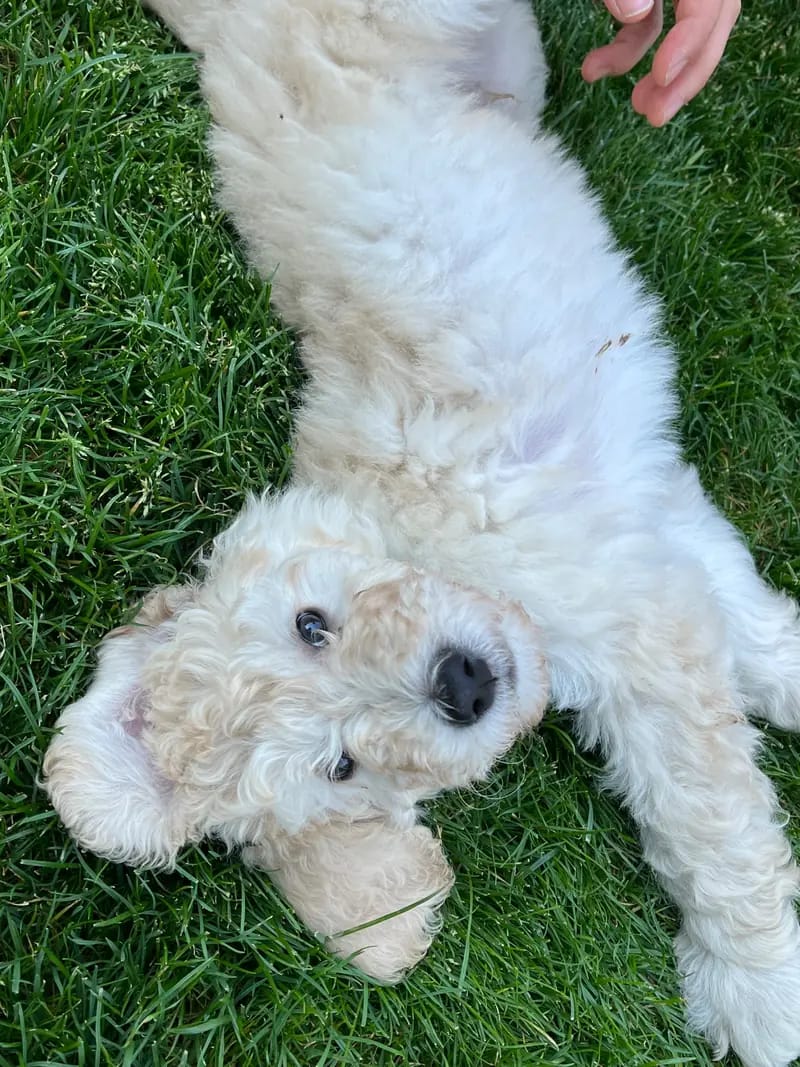 Cooper Junior – Großpudel (Königspudel) hvalp – Billede 3