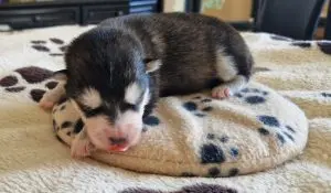 Huk’ghi’un Hvaya – štěně Alaskan Malamute – Foto 4