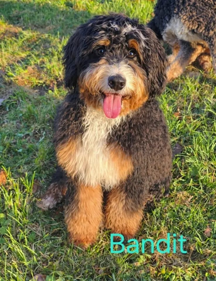 Bandit gallery image 2