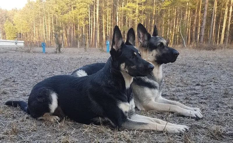 Osteuropäischer Schäferhund – Hunderasse
