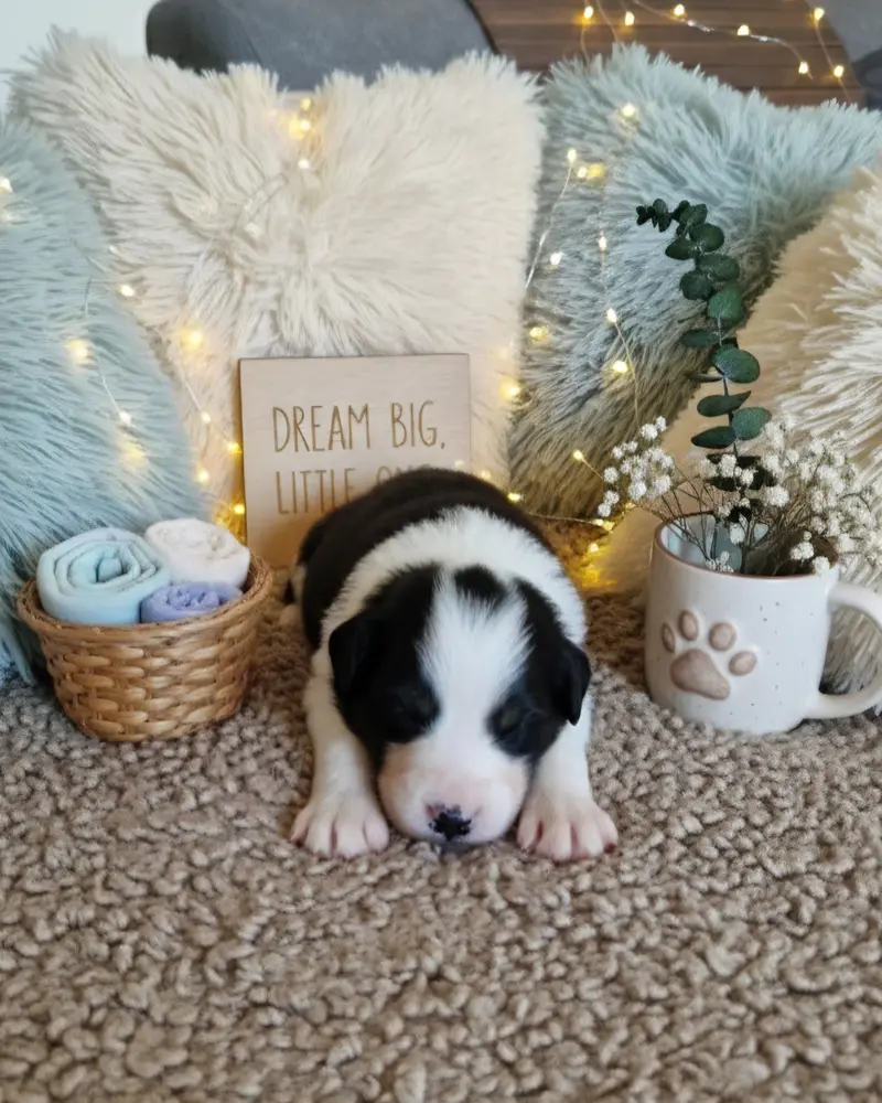 Ina – Australian Shepherd hvalp – Billede 2