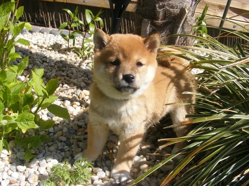 Shiba Inu Zucht aus Nippon's Reich gallery image 4