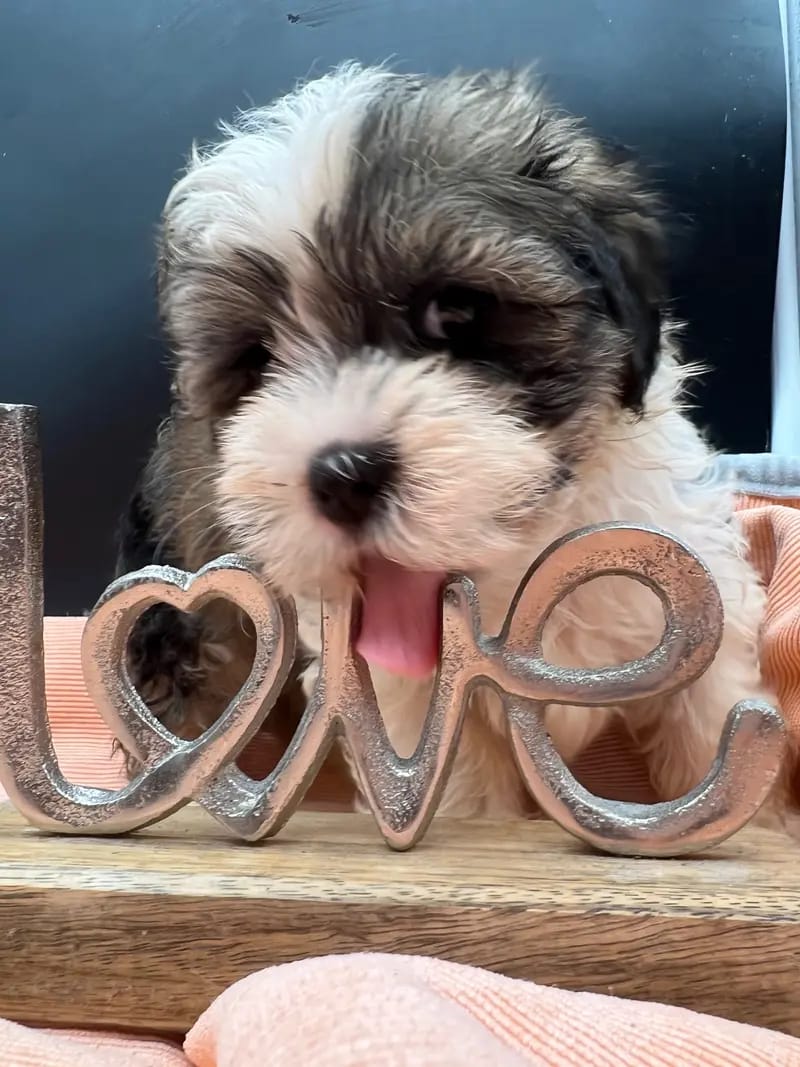 FairyTale Havanese gallery image 2