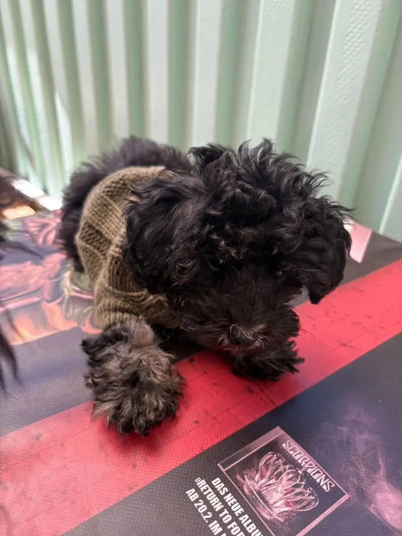 YouTube, TikTok, lernt rund um Pudel, Welpen, Geburt, Erziehung, Hundegruppe gallery image 2