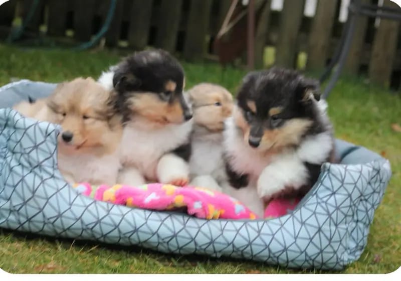 SÜSSES TRICO Girl VDH/TOP Colliewelpen sind ab sofort auszugsbereit gallery image 3