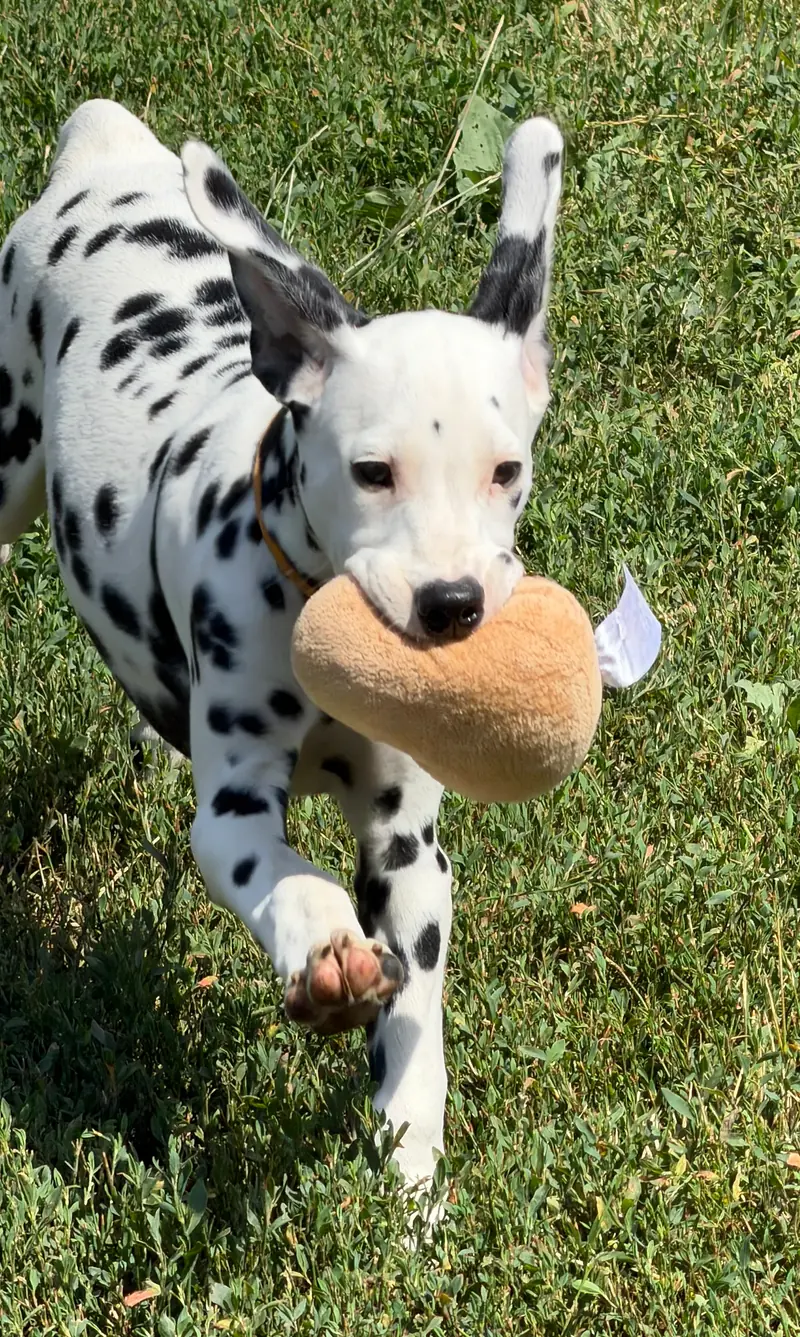 Dalmatrix Falling Star – Dalmatiner Puppy – Photo 2